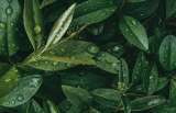 Hojas de laurel para encontrar el amor en fin de año, te enseñamos el truco