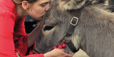 EO, el burro que conquistó al jurado de Cannes y los Óscar llega a Colombia