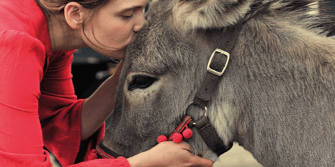 Burros, orcas y osos, los animales “actores” en cine y televisión