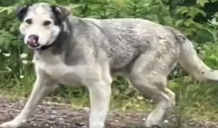 Este es Barley, el perro que estuvo perdido por un año.