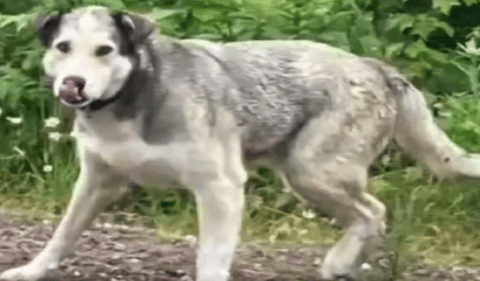 Apareció el perro Barley: sus dueños se cansaron de buscarlo, pero sus vecinos insistieron hasta encontrarlo