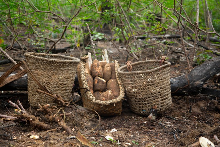 ¿A qué distancia y profundidad se siembra la yuca y cuánto produce?