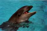 Top 10 de animales híbridos en la naturaleza