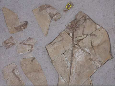 Descubren evidencia de un mamífero comido por un dinosaurio hace 120 millones de años