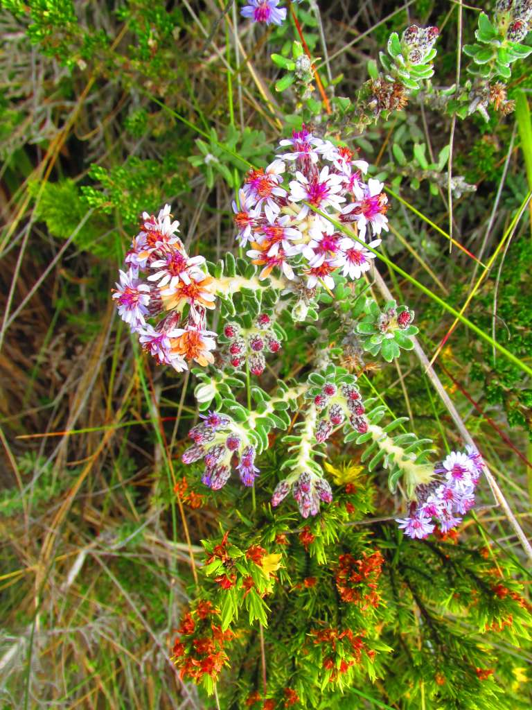 Habita la cordillera Oriental, los páramos de Chingaza, Cruz Verde-Sumapaz, Guerrero, entre otros. Se considera una especie con Preocupación Menor (LC). /Oswaldo Díaz