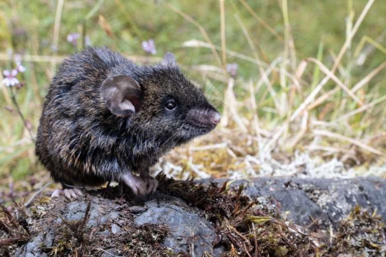 Raton montañero (Thomasomys laniger) uno de los roedores que habita el páramo de Chingaza.