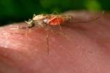 Los mosquitos de la malaria son cada vez más difíciles de controlar