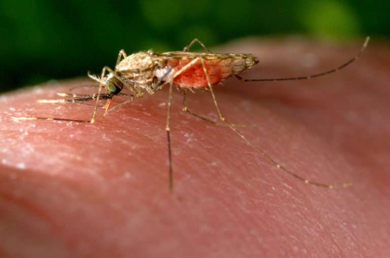 Anopheles gambiae, principal vector de malaria en África.