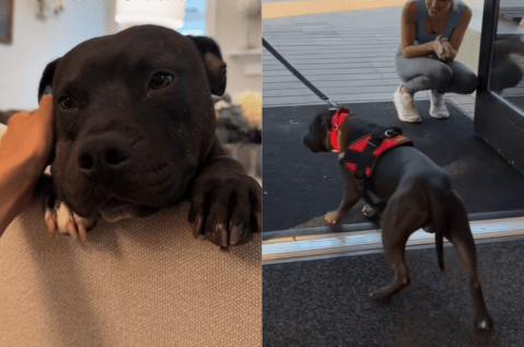 Iba a ser sacrificado por su raza, pero Stitch demostró que merecía vivir