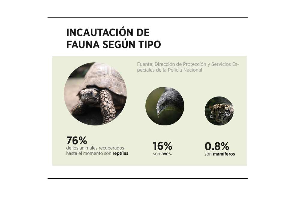 Este es el escenario del tráfico de fauna en Colombia.