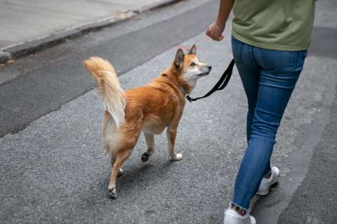 ¿Saca a su perro sin correa? Además de ser peligroso, podría recibir una multa