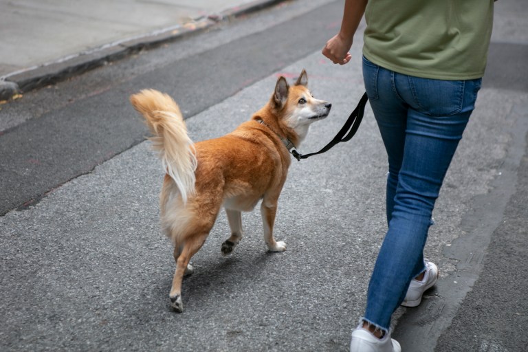 ¿Saca a su perro sin correa? Además de ser peligroso, podría recibir una multa
