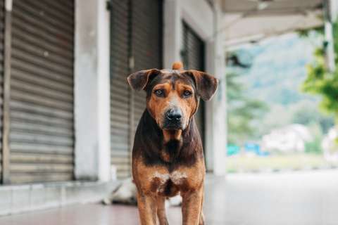 Seis mitos sobre los perros criollos que ya no tienen sentido