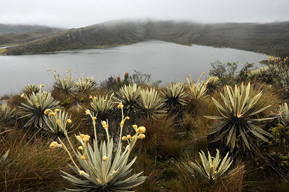 Se cree que para 2050, eel páramo de Sumapaz abastecerá el agua al 20% de la población bogotana.
/ Andrés Torres