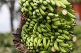 Exportaciones de plátano no se verán afectadas por presencia de plaga: ICA
