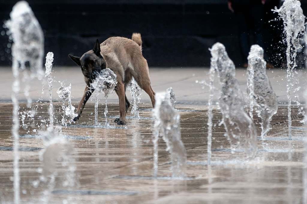 -FOTODELDÍA- MEX4917. CIUDAD DE MÉXICO (MÉXICO), 18/04/2024.- Un perro bebe agua en la fuente de la explanada del Monumento a la Revolución este jueves, en la Ciudad de México (México). Las autoridades del Instituto de Ciencias de la Atmósfera y Cambio Climático de la Universidad Nacional Autónoma de México (UNAM) destacan que los adultos mayores y los niños son los grupos de población más vulnerables al aumento de la temperatura. Por este motivo, hacen un llamado a tomar las medidas necesarias para prevenir golpes de calor. EFE/Isaac Esquivel