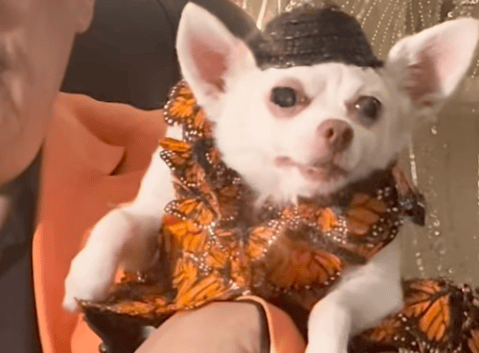 Pet Gala 2024: un evento glamuroso en el que los perros usan ropa de alta costura