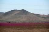 En fotos: se cubrió de flores el desierto de Atacama y así quedó registrado