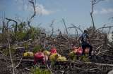 Los manglares colombianos, cada vez más afectados por la basura