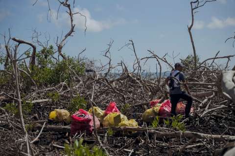 Los manglares colombianos, cada vez más afectados por la basura