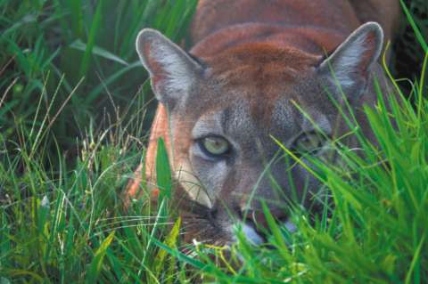 Imputan cargos a dos hombres que habrían asesinado a un puma para decorar una finca