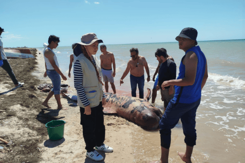 Encuentran una ballena piloto de tres metros muerta en costas de La Guajira