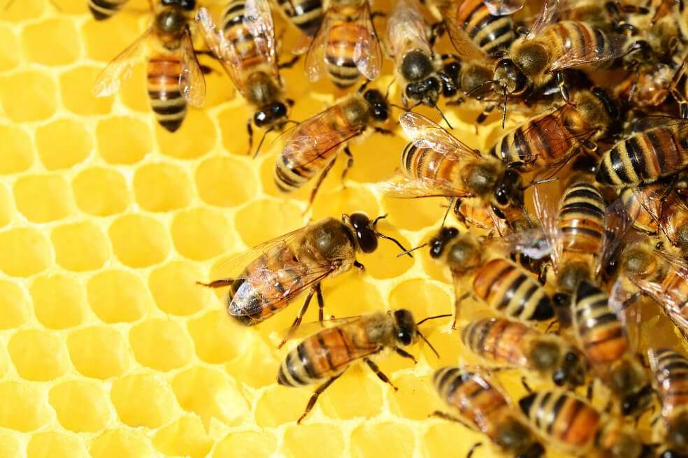 Solo en el estado de Río Grande do Sul se contabilizaron hasta 400 millones de abejas muertas. / Pixabay