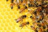 En tres meses han muerto 500 millones de abejas en Brasil