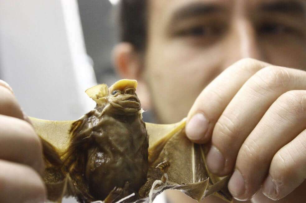 Los murciélagos de nariz de hoja llevan coronavirus, no la cepa que está afectando a los humanos en este momento. / Nicolás Bojacá -Unimedios