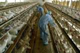 Colombianos comen más pollo que carne