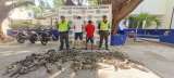 Continúa el tráfico ilegal de animales: incautan 136 iguanas en La Guajira