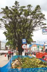 Pausan las motosierras y la tala de árboles en la Av. 68
