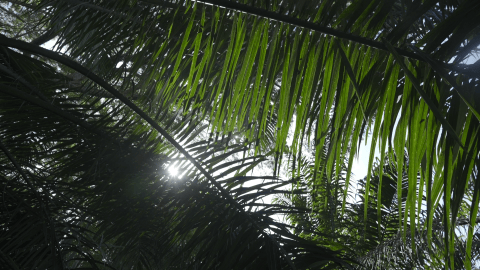 Acuerdo de monitoreo para que aceite de palma no esté vinculado a deforestación