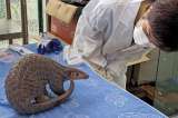 El pangolín, el símbolo de los males de la pandemia