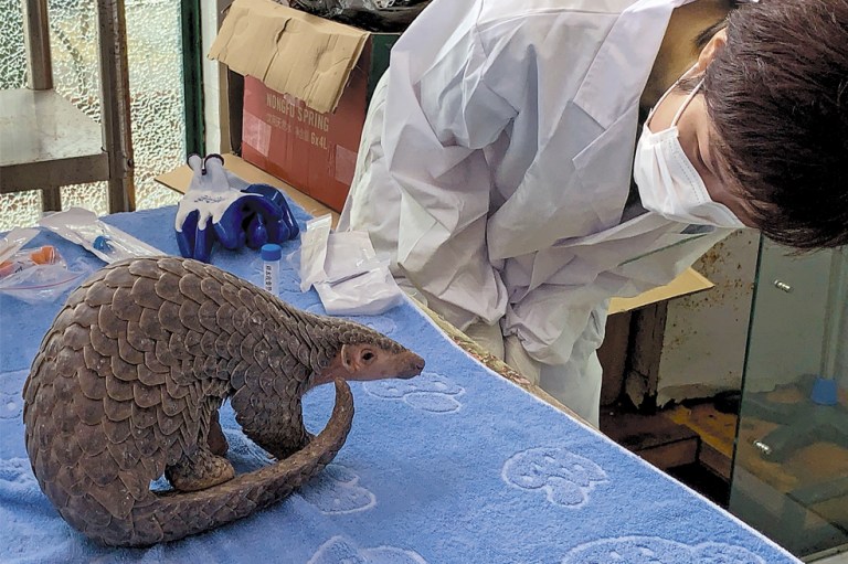 El pangolín, el símbolo de los males de la pandemia