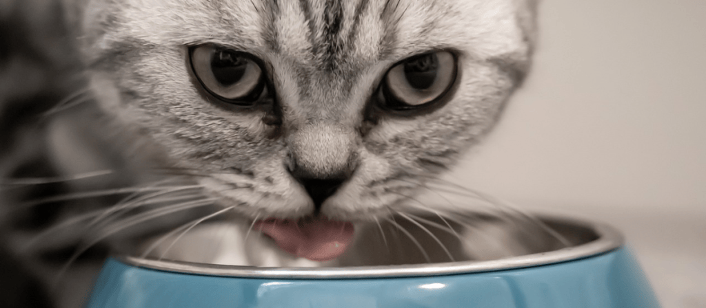 ¿Por qué a tu gato no le gusta tener el agua y la comida junta?