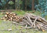 Vía libre a la tala de 350 árboles en predios de Bavaria