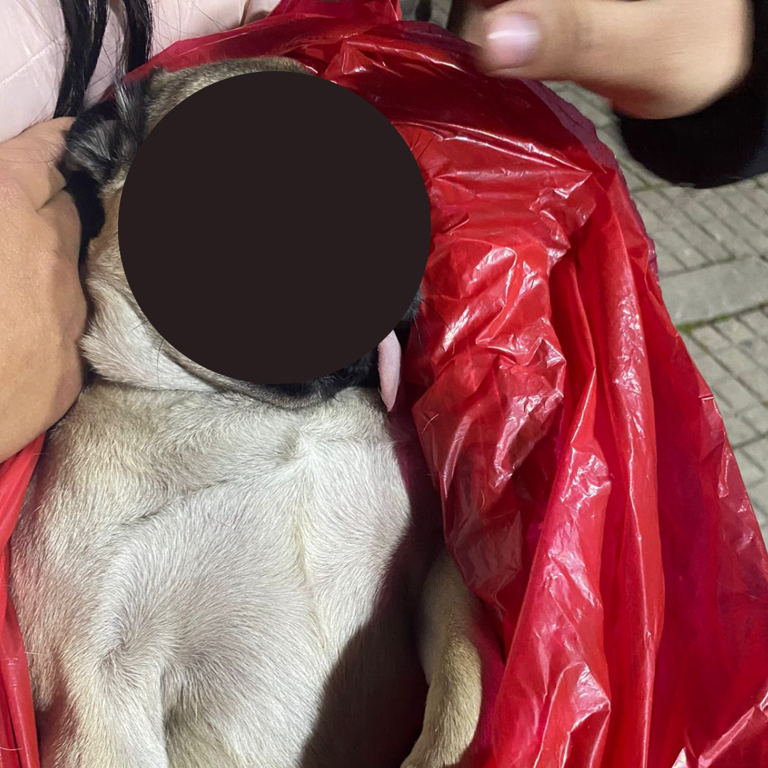 Los vecinos habrían interceptado al hombre mientras este lo maltrataba, sin embargo, cuando el animal fue sacado del apartamento ya estaba convulsionando.