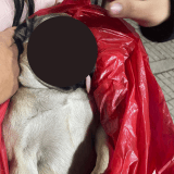 Maltrato animal en Kennedy: hombre habría golpeado a su perra hasta matarla