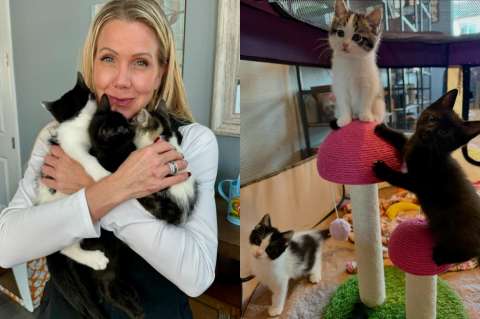 Quería adoptar dos gatitos, pero terminó saliendo con tres del refugio