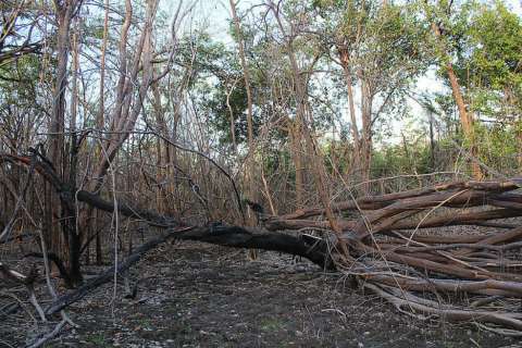 La polución por incendios impacta en bosques a cientos de kilómetros