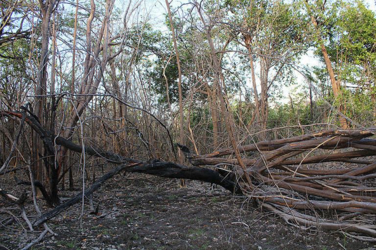 La polución por incendios impacta en bosques a cientos de kilómetros