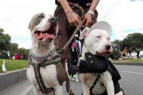 Procuraduría pide dejar en firme artículos del Código de Policía sobre perros de razas peligrosas