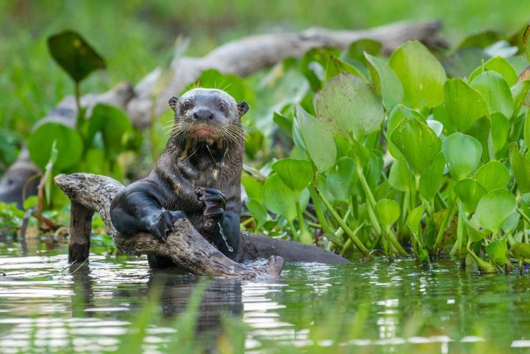 Premio BIBO 2023: un pacto por la biodiversidad del planeta