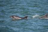 Los varamientos masivos de delfines podrían estar asociados a signos de Alzheimer