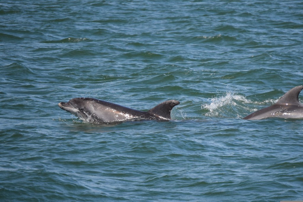 Científicos detectan químicos de residuos electrónicos en cerebros de delfines