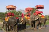 TripAdvisor no venderá planes que requieran contacto con animales