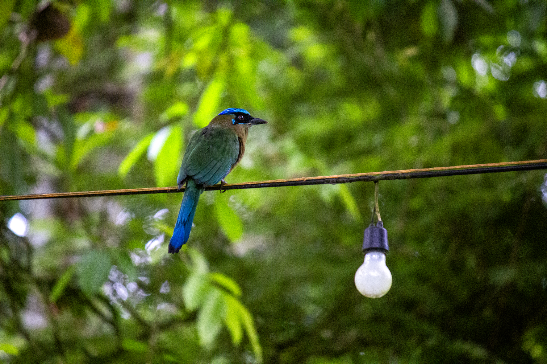 Momoto común (Momotus momota) 
Su cola termina en dos plumas largas con forma de raqueta, las cuales mueve como péndulo cuando está alerta. Anida en túneles que cava en barrancos. Su llamado profundo "mou-mou" le da nombre. Presente desde Guanacaste hasta la zona de Los Santos.