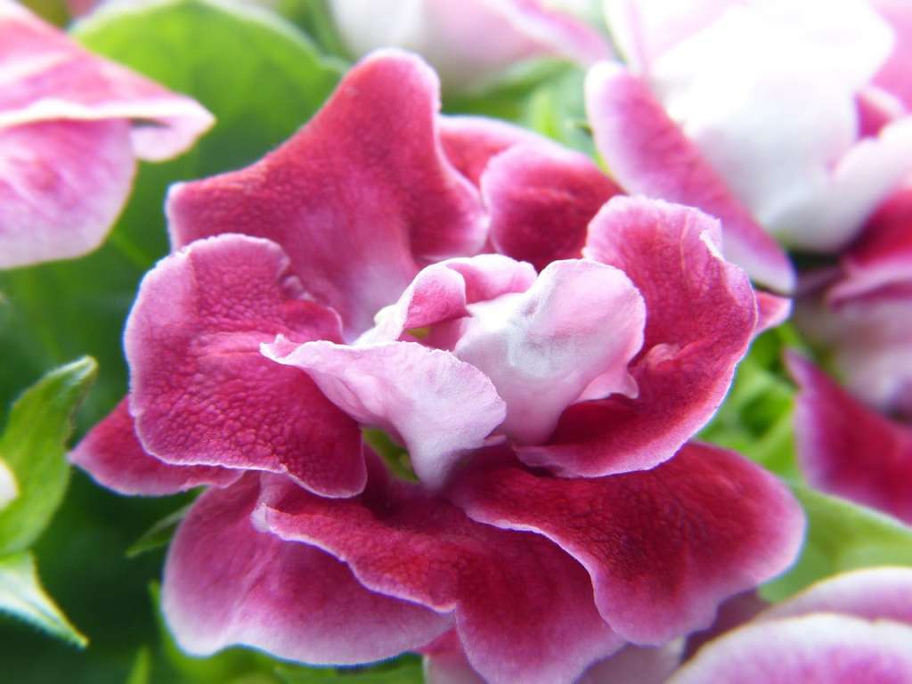 La gloxinia es una planta de interior apreciada por sus grandes flores coloridas, fácil de cultivar y segura para hogares con mascotas.