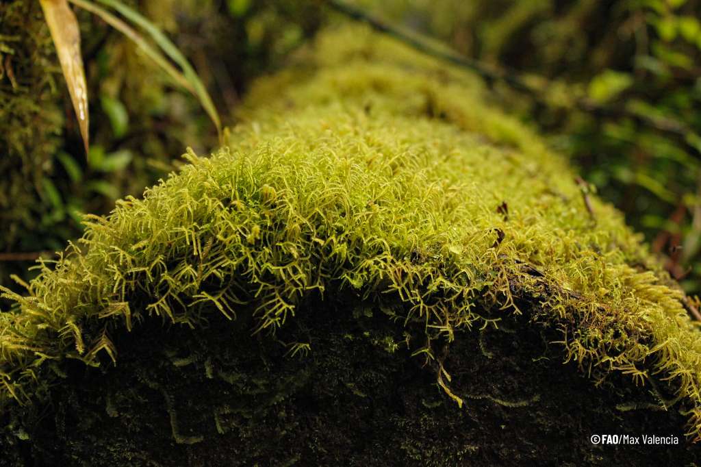 En el país se desarrollan diferentes proyectos de conservación y restauración ambiental.